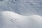 Snow texture with a lone plant