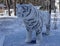 Snow tiger topiary in winter park