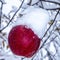 Snow Top Red Delicious Apple
