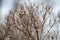 Snow-topped Joe-Pye Seed Heads III- Eutrochium