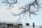 snow on tree branch on building roofs covered by snow on background