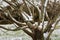 Snow on tree branches in Southern Japan