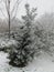 Snow on a tree making a white winter wonderland in nieuwerkerk aan den IJssel, the Netherlands
