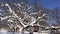 Snow tree on sunny blue sky