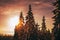 Snow tree on sunrise.Carpathian mountains