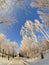 Snow trees by fisheye lens