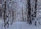Snow on the trees in the forest. Snowy path. Snowy winter woods. Fairy forest after snowfall