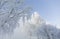 Snow on a trees. Frost branches on blue sky background.