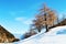 Snow and trees in Swiss Alps