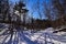 Snow under the Pine Trees along the Chapel Gorge Trail in Wisconsin Dells