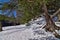 Snow under the Pine Trees along the Wisconsin River