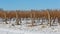 Snow Vineyard