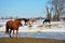 snow at the water hole