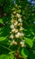 Snow-white arrows of blossoming chestnut flowers on a tree.flowering chestnut