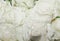 snow-white buds of white roses close-up, festive romantic floral background