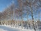 Snow white cold winter beautiful ice cream trees landscape