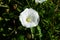 Snow-white and delicate flower of loach with stamens and pestle inside