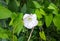 Snow-white and delicate flower of loach with stamens and pestle inside in the rays of the summer sun