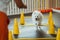 Snow-white dog breed Japanese Spitz training in pet house with trainer