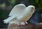 Snow white dove with fan-shaped tail fluffed wing with back blurred background