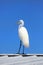 Snow white Egret against blue sky