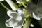 Snow-white flower stephanotis close-up. In the center of the flower are thin villi, in the background - buds. Background-dark