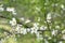 Snow-white flowers of cherrytree bloomed among young green leaves in the spring garden