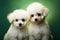 Snow-white fluffy poodles against a green background