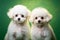 Snow-white fluffy poodles against a green background