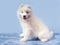 A snow-white joyful puppy of the Samoyed breed on a blue background. Pets