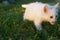 A snow-white kitten with different eyes explores the green grass in search of something interesting