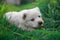 A snow-white little dog in the field looks with a serious look and sniffs the aroma of a yellow flower.