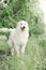 Snow-white maremma stands in a blooming garden