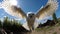 Snow White owl flies in camera viewpoint, landscape background