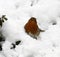 Snow White Robin Red Breast