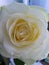 snow-white rose