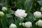 Snow-white tulip growing in the flowerbed in the garden on a background of green foliage