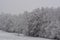 Snow and wind in the woods of northern Italy