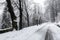 Snow in a winter day, forest of Campo dei Fiori - Varese
