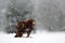 Snow winter with eagle. Bird of prey Golden Eagle with kill hare in winter with snow. Wildlife scene from Norway nature. Bird feed