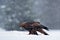 Snow winter with eagle. Bird of prey Golden Eagle with kill hare in winter with snow. Wildlife scene from Sweden nature. Bird feed
