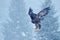 Snow winter with eagle. Bird of prey White-tailed Eagle, Haliaeetus albicilla, flying with snow flake, dark forest in background.