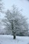 Snow Winter Tree in Welsh Landscape