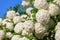 Snowball Bush flowers against blue sky