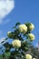 Snowball Bush, viburnum opulus, blooming Tree