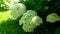 Snowball decorative viburnum swaying in the wind, close-up.