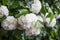 Snowball flowers Viburnum opulus with leaves