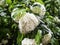 Snowball flowers (Viburnum opulus) with leaves