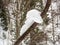 Snowball in the form of a wonderful animal on a tree table in a winter forest in Altai, Russia