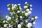 Snowball white blooms on blue sky. Viburnum opulus